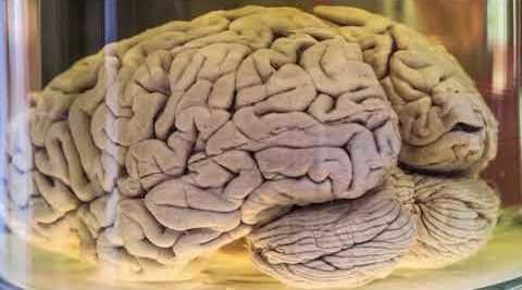 İnsan beyni haqda çox maraqlı faktlar  - İNANILMAZ