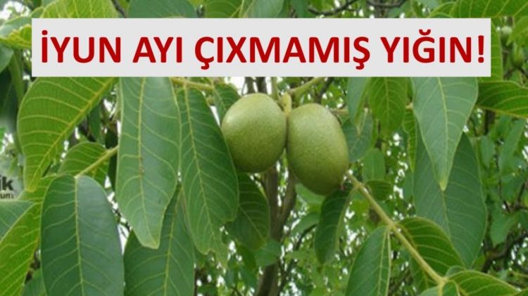 Diqqət İyun ayı çıxmamış yığın - Sən demə qoz yarpağı