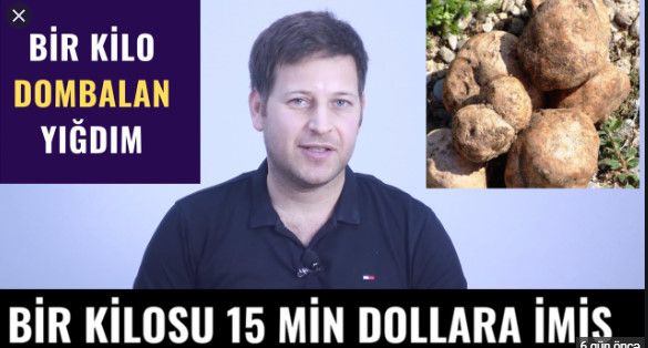 Kilosu 15 min dollar olan DOMBALAN  - Şamaxıya gedən yolun kənarında bitir / VİDEO